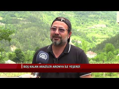 Boş kalan araziler aronya ile yeşerdi