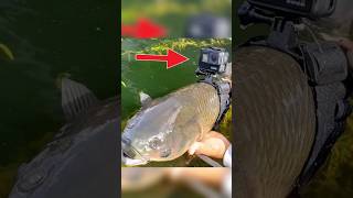 Download lagu Mengikatkan Kamera Gopro Ke tubuh ikan untuk Melihat apa yang ada di dalam air. mp3