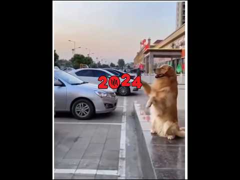 Happy New Year 2024 🥳#lol | Funny Dogs | Cute Pets| Dog | #pets #dog #goldenretriever