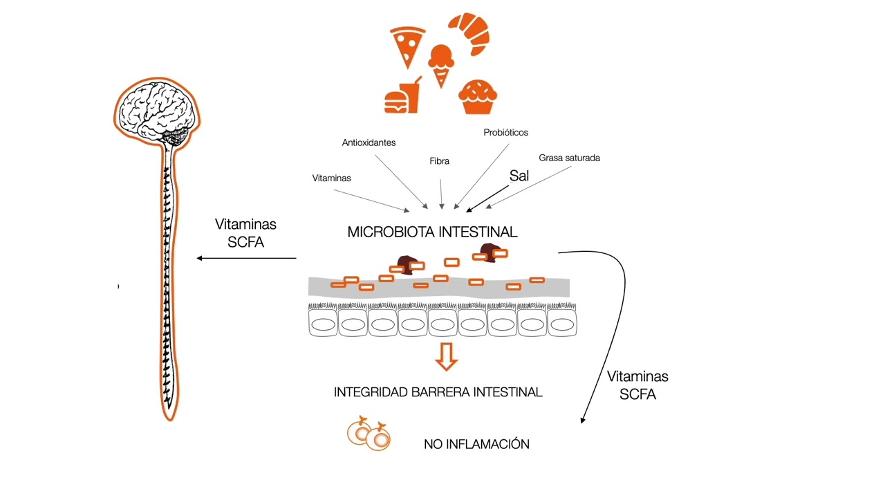 La microbiota intestinal - Intervenciones para modificarla