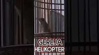 Download lagu kombok gacor isian gereja helikopter #shorts #burungkicau #burungjuara #helikopter #gerejagacor mp3 Download lagu kombok gacor isian gereja helikopter #shorts #burungkicau #burungjuara #helikopter #gerejagacor mp3