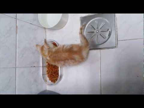 Novo gato - Tiguinho