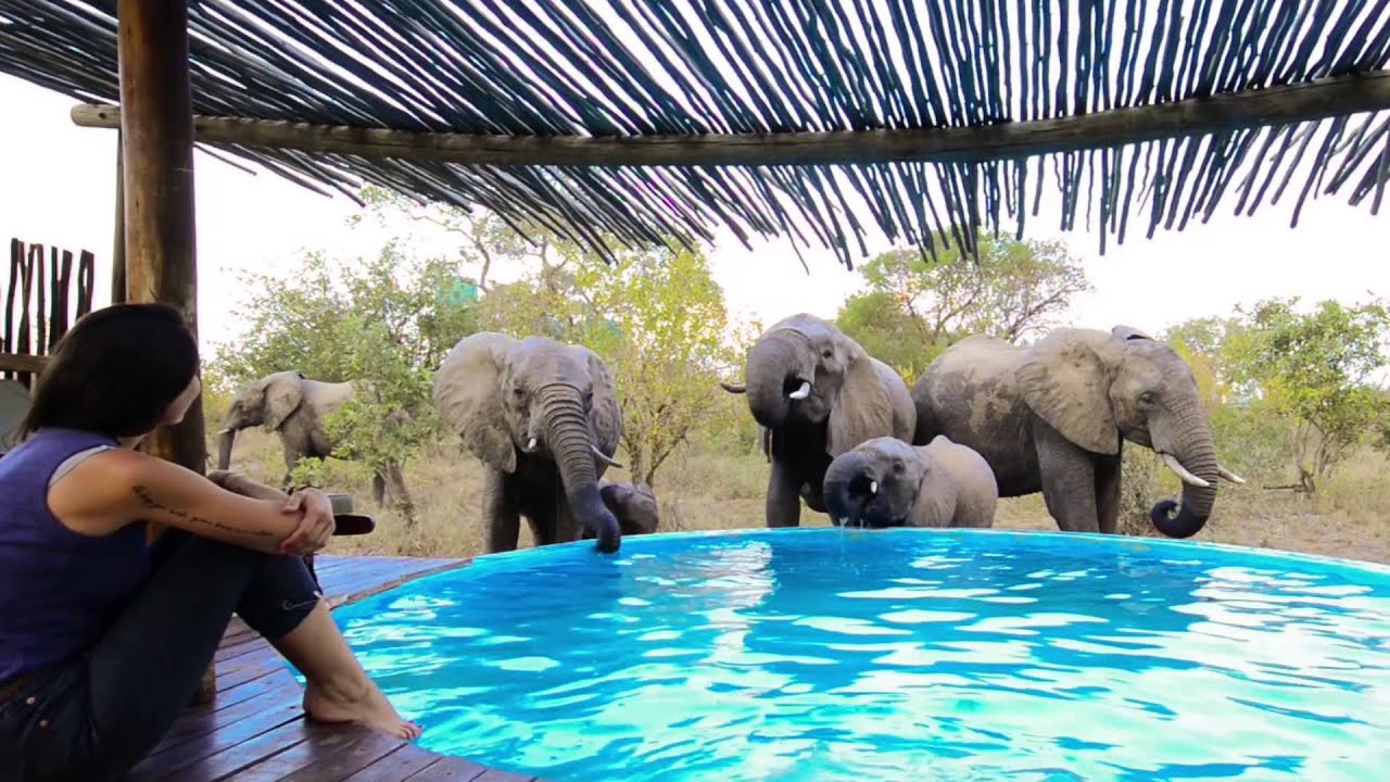 Elephants visit Shannon Wild at Africa on Foot pool