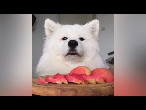 ASMR Dog Eating Crunchy Apple Slices Video