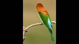 Download lagu burung kirik-kirik senja yang bagus warnanya #birds #birdsounds #birdsong mp3