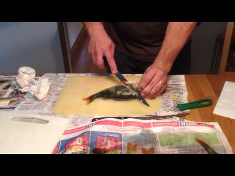 Ahvenen fileeraus osa1