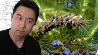 Fishkeeper finds NEVER BEFORE SEEN species in fish tank | Fish Tank Review 310
