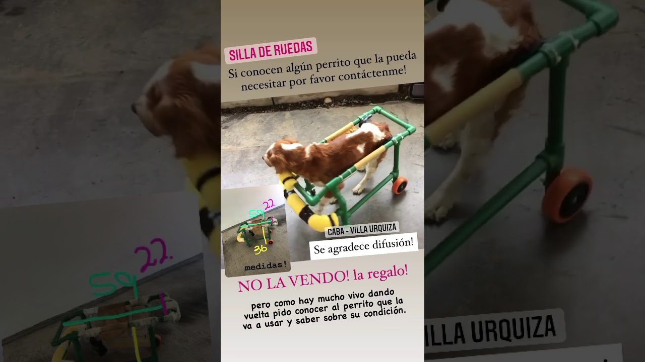 Watch Silla de ruedas para perro Now Silla de ruedas para perro