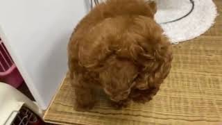 タイニープードルの動画01