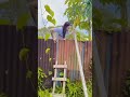 Montok Cantik Montok Shorts Youtube Video Viral