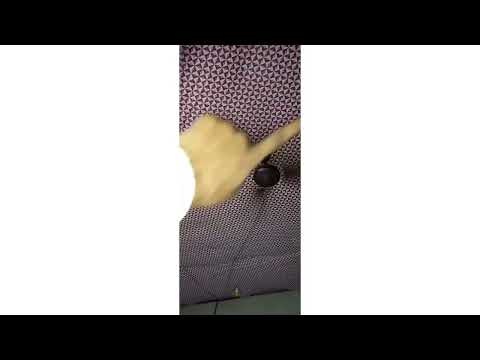 cat 🐈 na ghor ka Chandini tor diya ha 😖# ghor daknako kharup lagraha ha