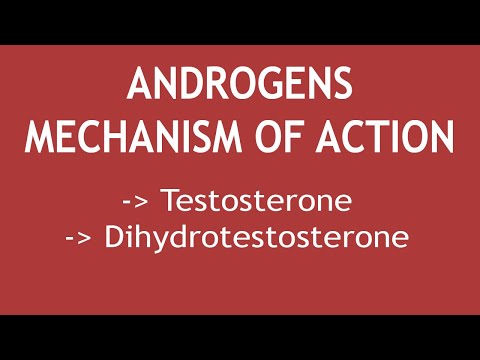 Mechanism of action of Androgens (Testosterone & Dihydrotestosterone) | Dr. Shikha Parmar