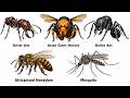 The 5 DEADLIEST Insects Explained In Under 4 Minutes