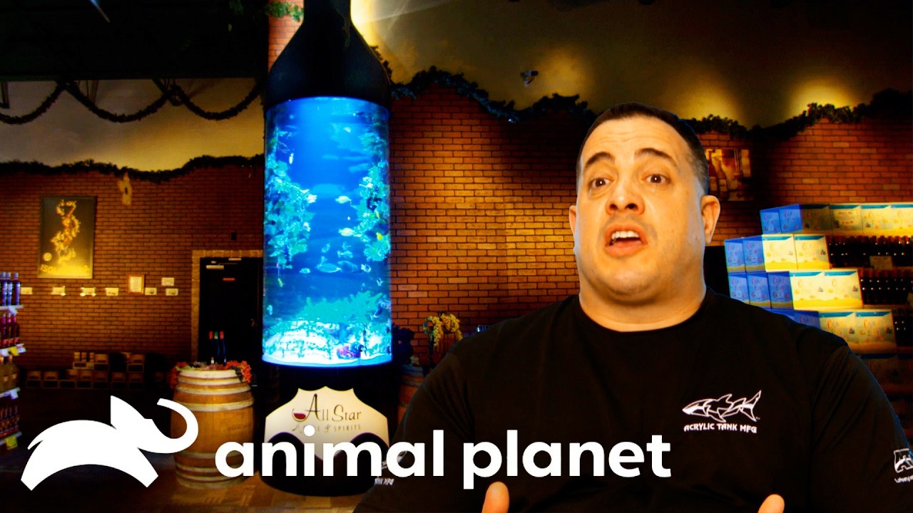 A Fish Tank that's a WINE Bottle?! | Tanked | Animal Planet