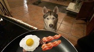 What a Begging Husky Looks Like!