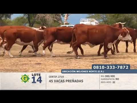 Lote Vacas Preñadas