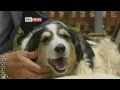 R I P STAR THE DOG SHOT AND BURIED IN MALTA DIES
