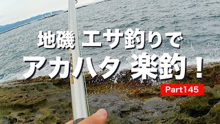 ブッコミ釣りでアカハタ釣って調理レポート