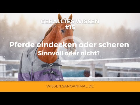 GEBALLTES WISSEN #15 Pferde scheren oder eindecken: Sinnvoll oder nicht?
