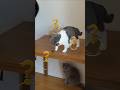 猫のプライドを傷つける方法