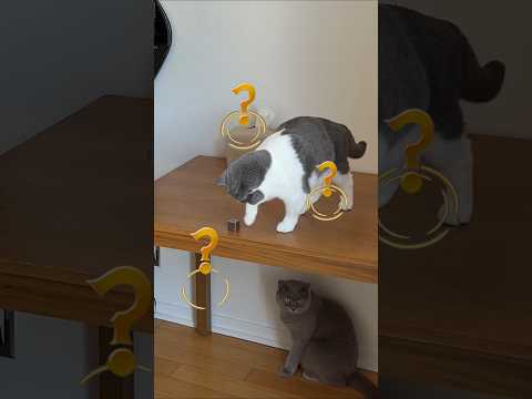 猫のプライドを傷つける方法