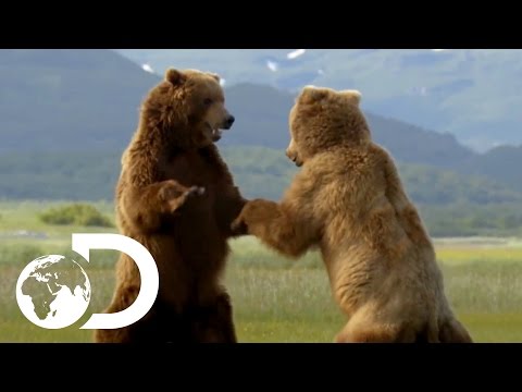Majestic Bears in the Wild - YouTube