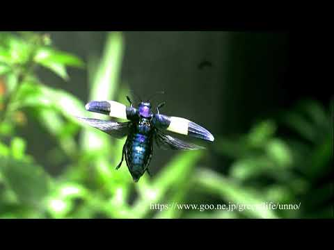 熱帯アジアのタマムシの飛翔　Jewel beetle in flight