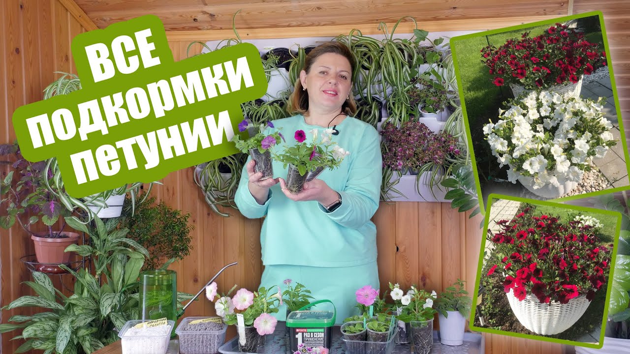 Пикировка петунии в домашних условиях: сроки и правила