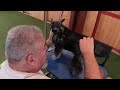 Show Grooming The Minature Schnauzer With Eric Salas Part 1