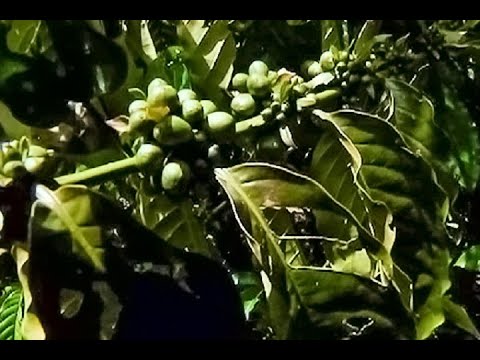 Produção de café em Rondônia é tema de audiência pública em Alta Floresta do Oeste