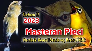 Download lagu Terbaru 2023 !!! Masteran Pleci Ngalas Kenarian Sambung Bren Ciblek mp3