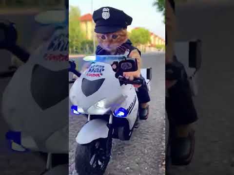 Кіт-поліцейський на мотоциклі наздогнав мишку-злодійку!