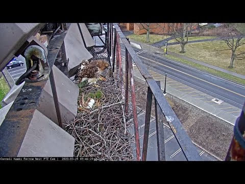 Breakfast Vole Delivery At Cornell Hawks Nest – March 25, 2020