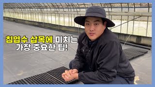 침엽수 삽목에 미치는 가장 중요한 팁!