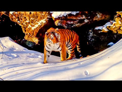 Filming the World’s Rarest Cats I Behind the Scenes of Frozen Planet II I BBC Earth