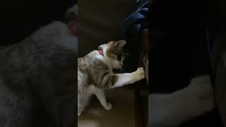 服で遊ぶ猫。 #shorts