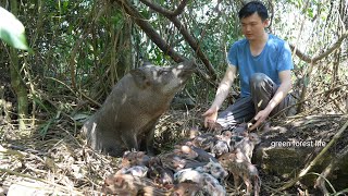 The sow escaped into the forest and gave birth to many wild piglets. Green forest life