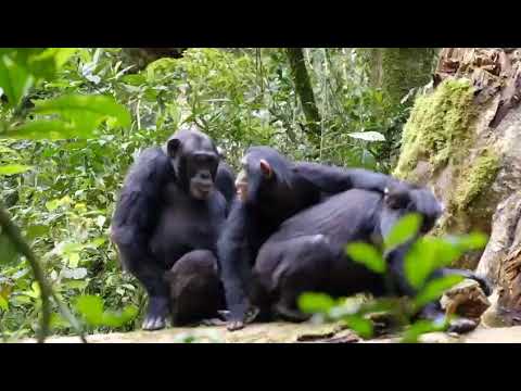 Chimpanzee mating