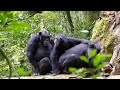 Chimpanzee Mating