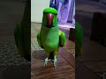 Talking Parrot Saying Katore Katore Original Voice Mitthuwa Say Everything Ringneck Talking Parrot