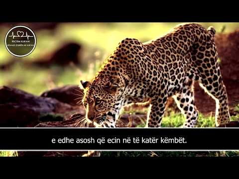 Recitim Kur'ani që të bënë të meditosh | Surja Nur 41-45| Muhammad Luhaidan