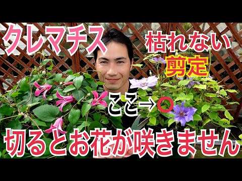 クレマチスをいつどのように剪定するか 開花後にグループに購入の瞬間を知らせる