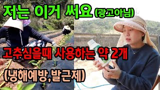노지고추심는시기에 꼭 하는것(냉해,뿌리발근)