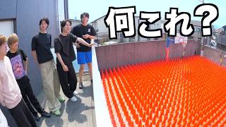 5億円ハウスの裏庭に大量のコーンが並べられてたんだけど...