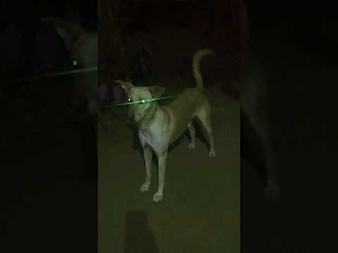 DOG COMEDY. DOG VIDEO. #viral #dog