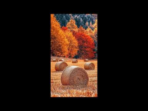 Ferencz Anna - Ahogy megindulnak a fák