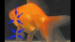 Интересные факты о золотой рыбке кратко