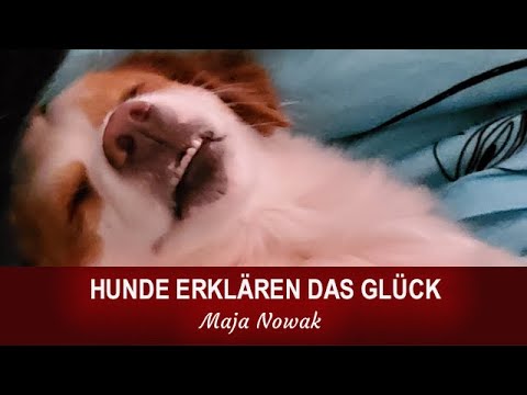 HUNDE ERKLÄREN DAS GLÜCK -  von Maja Nowak