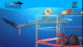 DIA 3 Expo Tiburon111