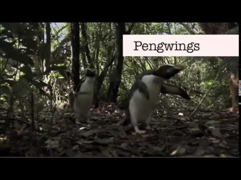 Benedict Cumberbatch can't say 'Penguins'